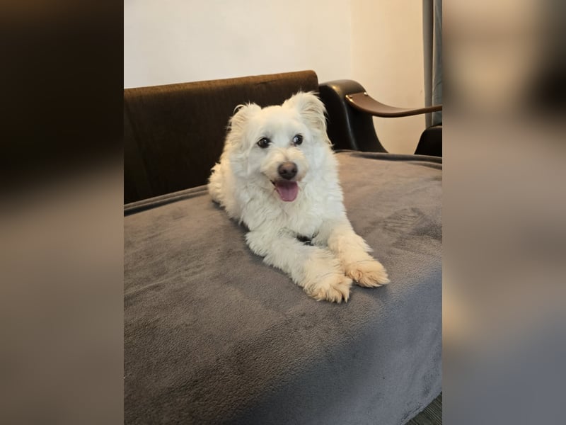 Bella - Herzensbrecherin