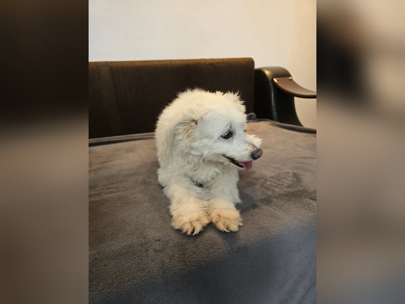 Bella - Herzensbrecherin