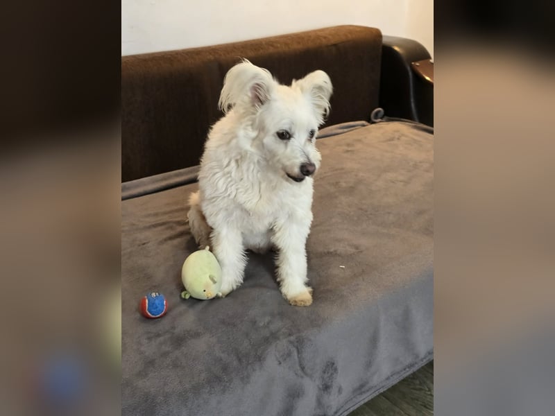 Bella - Herzensbrecherin