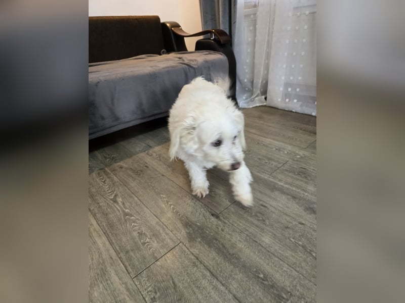 Bella - Herzensbrecherin