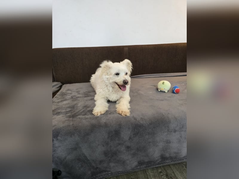 Bella - Herzensbrecherin