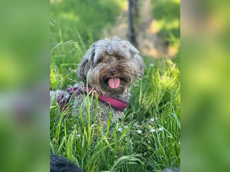 Erfahrener Bolonka Zwetna Deckrüde – 7 Jahre – in Heidelberg