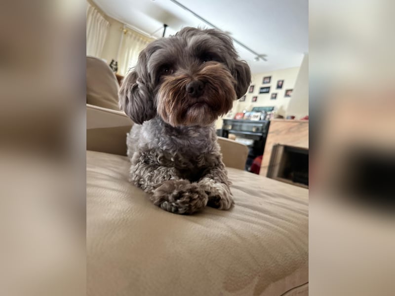 Erfahrener Bolonka Zwetna Deckrüde – 7 Jahre – in Heidelberg