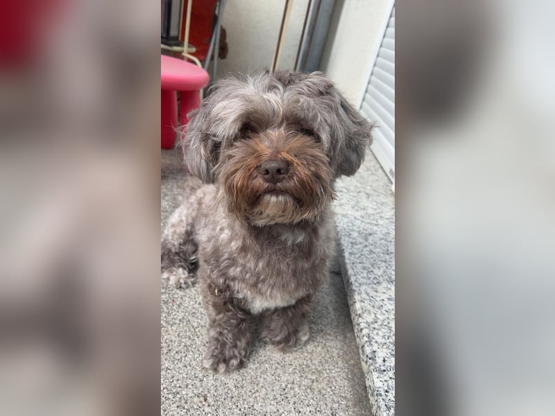 Erfahrener Bolonka Zwetna Deckrüde – 7 Jahre – in Heidelberg