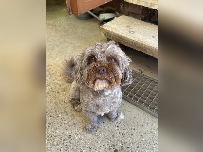 Erfahrener Bolonka Zwetna Deckrüde – 7 Jahre – in Heidelberg