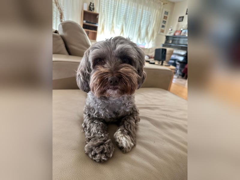 Erfahrener Bolonka Zwetna Deckrüde – 7 Jahre – in Heidelberg