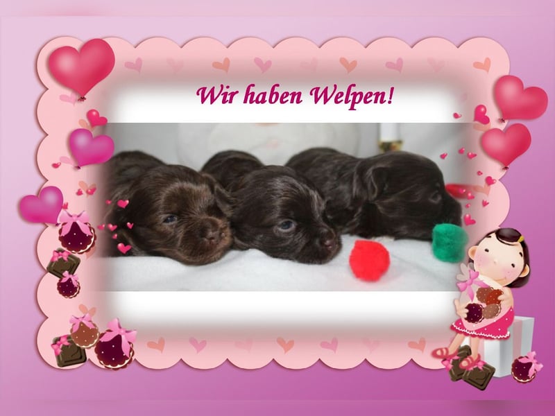 Bolonka Zwetna Welpen aus Vereinszucht
