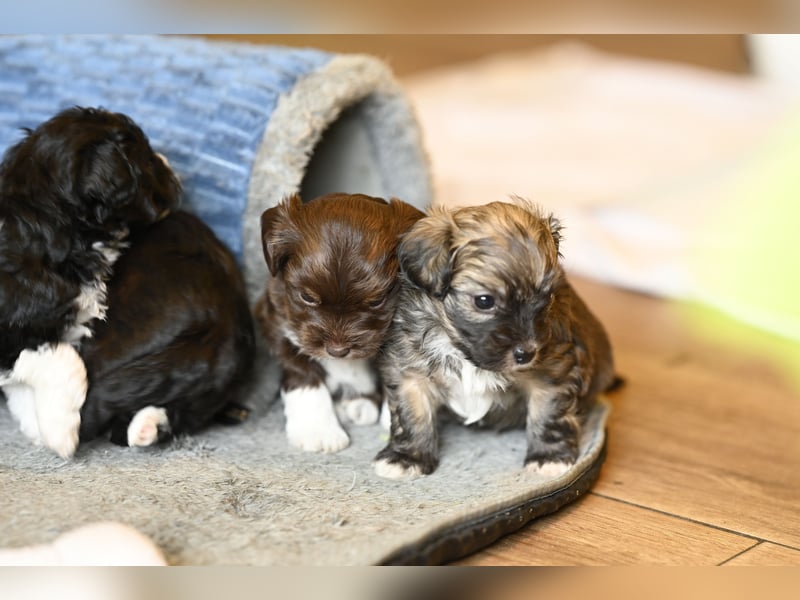 Wunderschöne & kerngesunde Welpen - deluxe Vollsaustattung mit Ahnentafel!