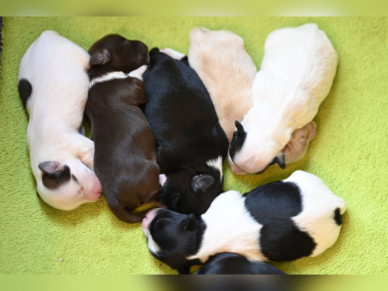 Wunderschöne & kerngesunde Welpen - deluxe Vollsaustattung mit Ahnentafel!