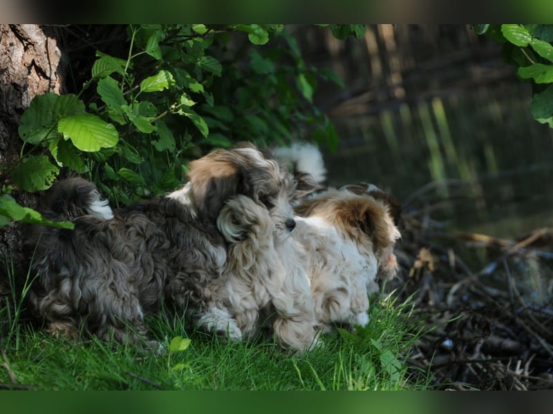 Wunderschöne & kerngesunde Welpen - deluxe Vollsaustattung mit Ahnentafel!