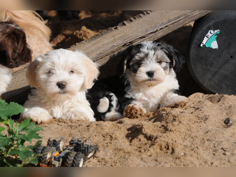 Wunderschöne & kerngesunde Welpen - deluxe Vollsaustattung mit Ahnentafel!
