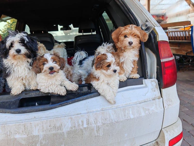 Wunderschöne & kerngesunde Welpen - deluxe Vollsaustattung mit Ahnentafel!