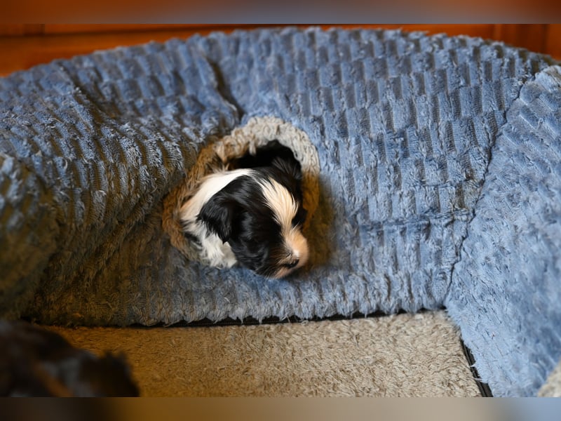 Wunderschöne & kerngesunde Welpen - deluxe Vollsaustattung mit Ahnentafel!