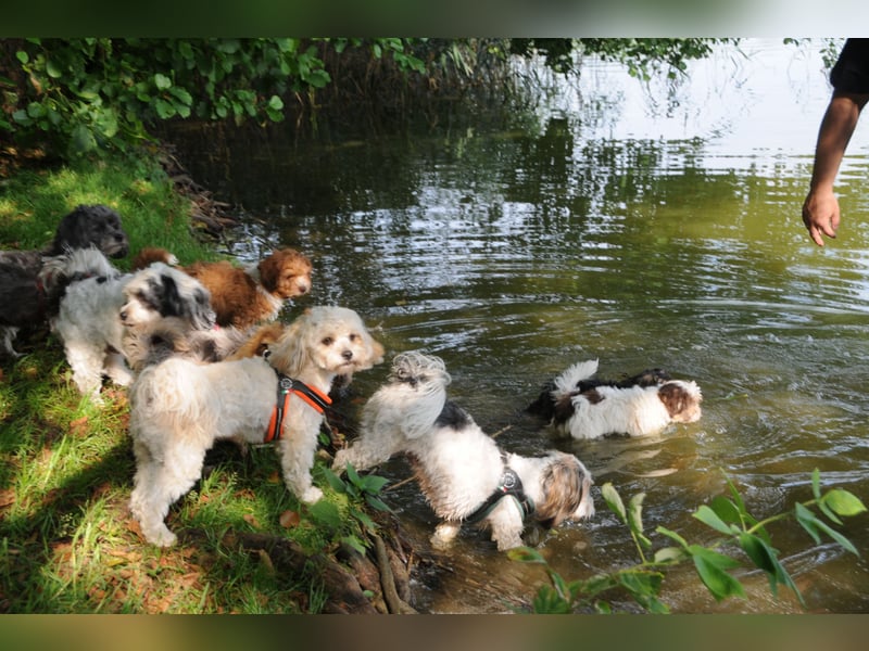 Wunderschöne & kerngesunde Welpen - deluxe Vollsaustattung mit Ahnentafel!