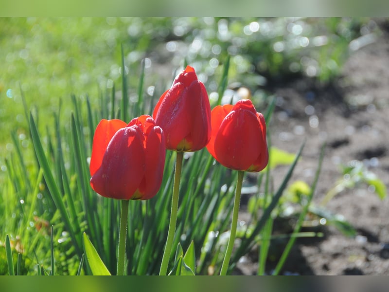 Wunderschöne & kerngesunde Welpen - deluxe Vollsaustattung mit Ahnentafel!