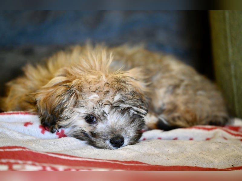 Wunderschöne & kerngesunde Welpen - deluxe Vollsaustattung mit Ahnentafel!