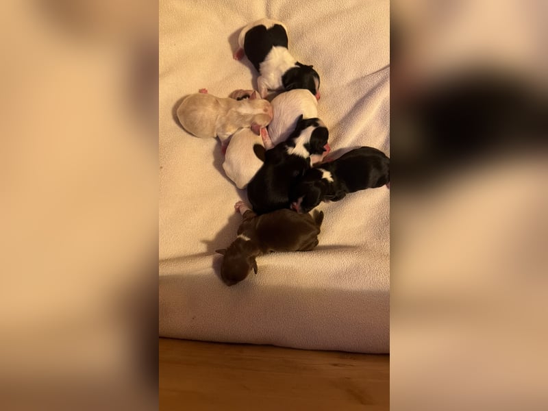 Wunderschöne & kerngesunde Welpen - deluxe Vollsaustattung mit Ahnentafel!