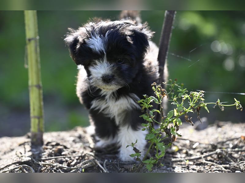 Wunderschöne & kerngesunde Welpen - deluxe Vollsaustattung mit Ahnentafel!