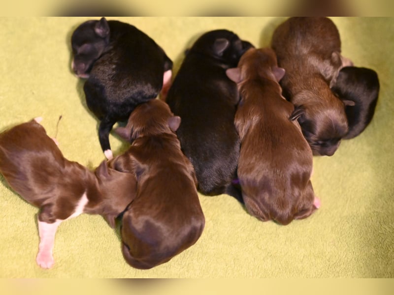 Wunderschöne & kerngesunde Welpen - deluxe Vollsaustattung mit Ahnentafel!