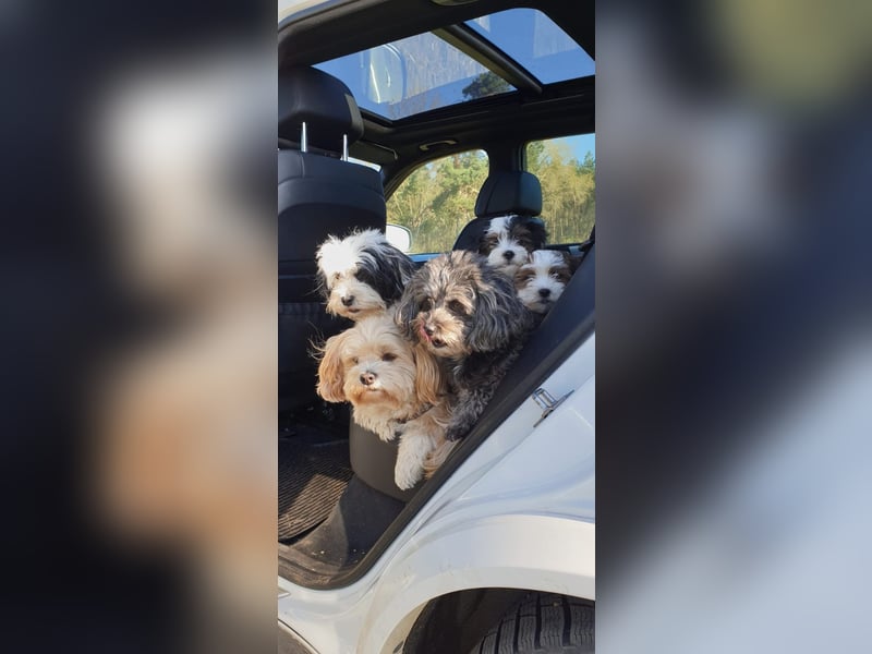 Wunderschöne & kerngesunde Welpen - deluxe Vollsaustattung mit Ahnentafel!