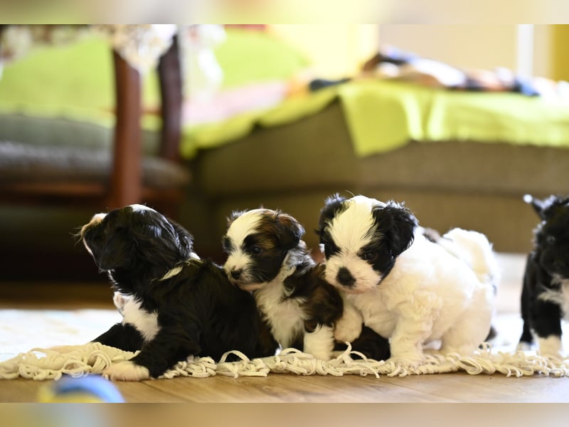 Wunderschöne & kerngesunde Welpen - deluxe Vollsaustattung mit Ahnentafel!