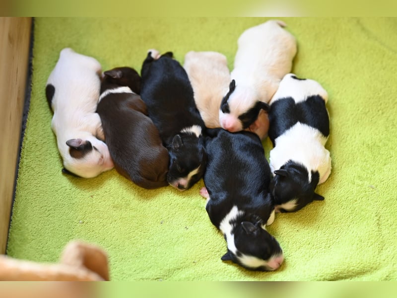 Wunderschöne & kerngesunde Welpen - deluxe Vollsaustattung mit Ahnentafel!