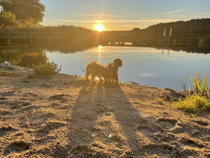 Wunderschöne & kerngesunde Welpen - deluxe Vollsaustattung mit Ahnentafel!