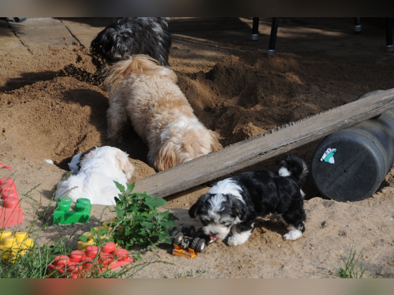 Wunderschöne & kerngesunde Welpen - deluxe Vollsaustattung mit Ahnentafel!