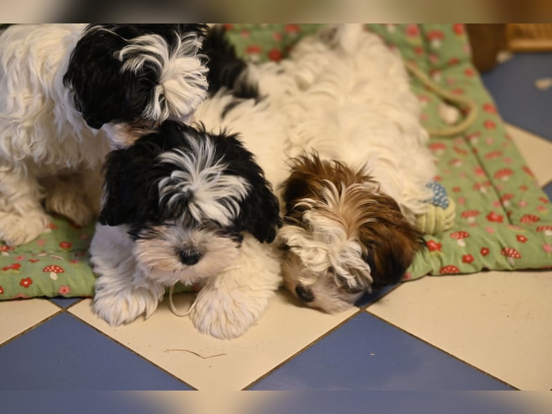 Wunderschöne & kerngesunde Welpen - deluxe Vollsaustattung mit Ahnentafel!