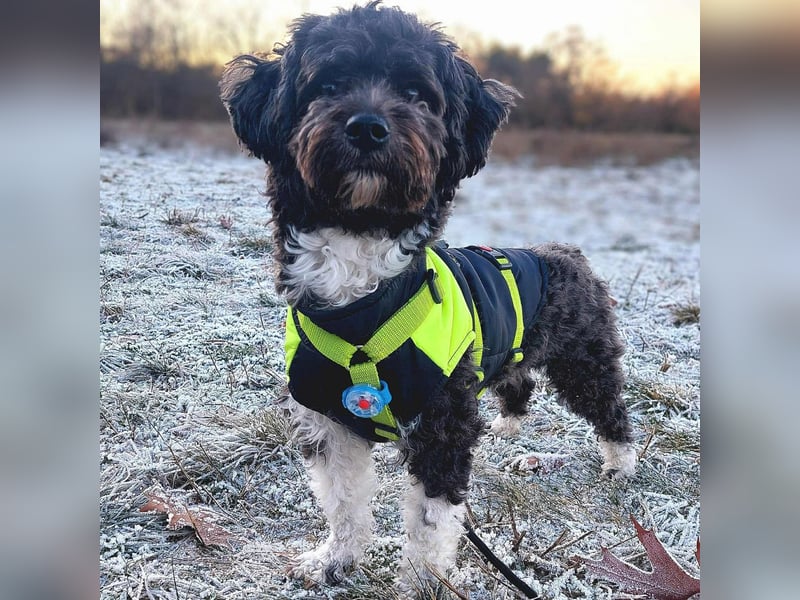 Oskar - ist aufmerksam