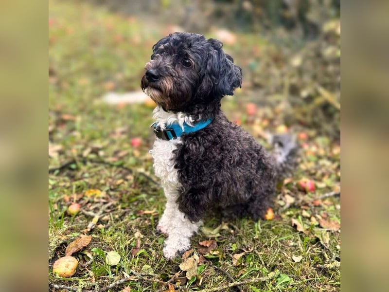 Oskar - ist aufmerksam