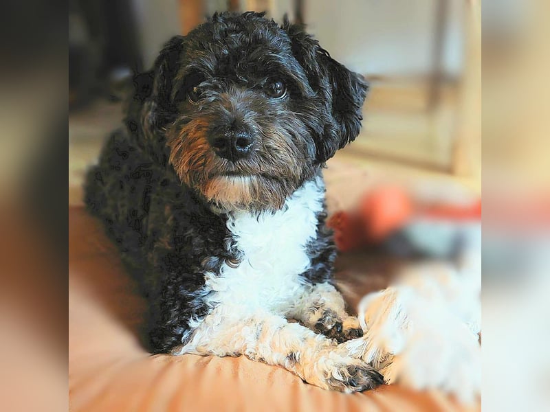 Oskar - ist aufmerksam