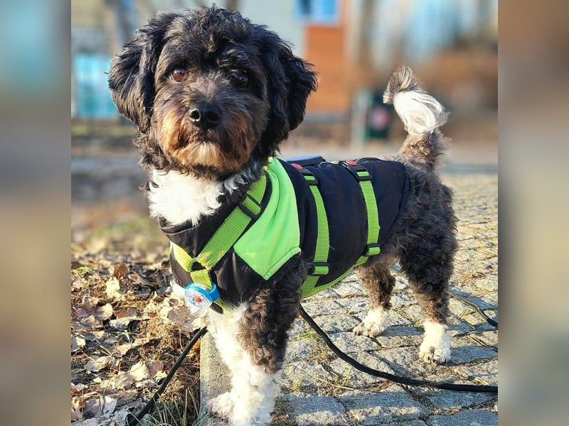 Oskar - ist aufmerksam