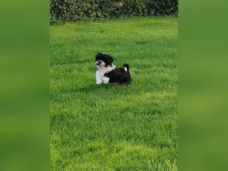 Süße Bolonka Zwetna Welpen Hündin