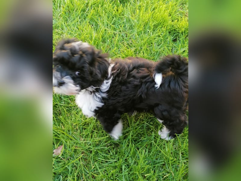 Süße Bolonka Zwetna Welpen Hündin