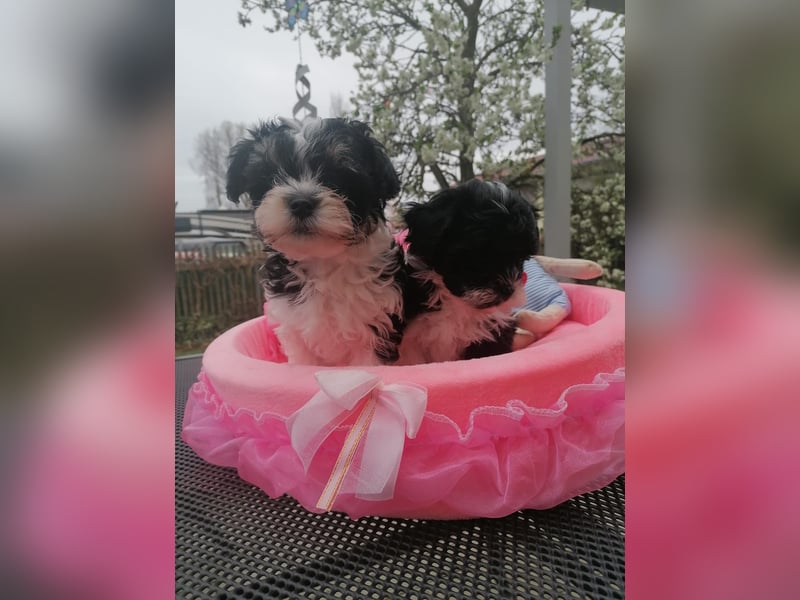 Süße Bolonka Zwetna Welpen