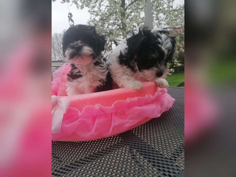 Süße Bolonka Zwetna Welpen