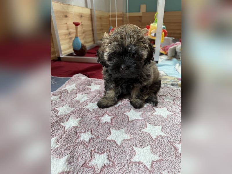 Süße Bolonka Zwetna Welpen aus liebevoller VDH Zucht