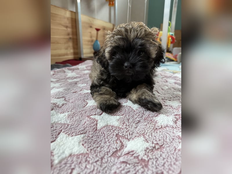 Süße Bolonka Zwetna Welpen aus liebevoller VDH Zucht