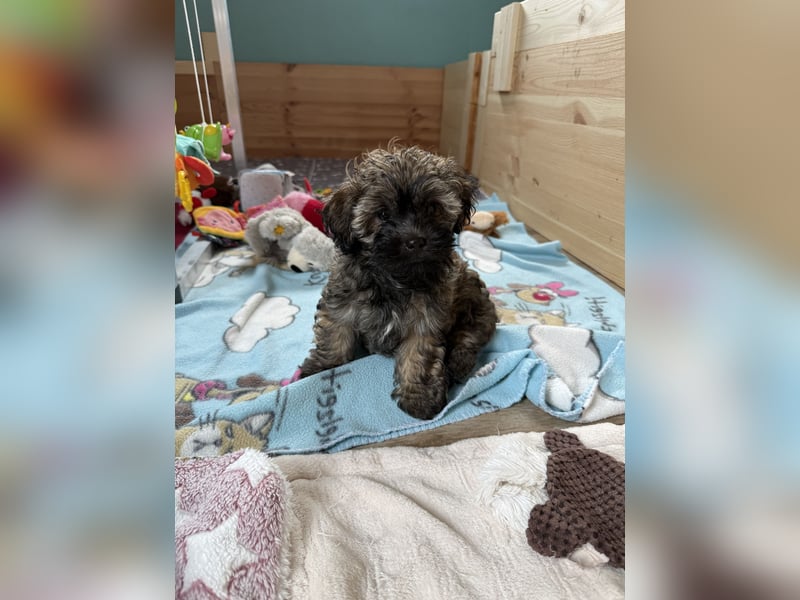 Süße Bolonka Zwetna Welpen aus liebevoller VDH Zucht