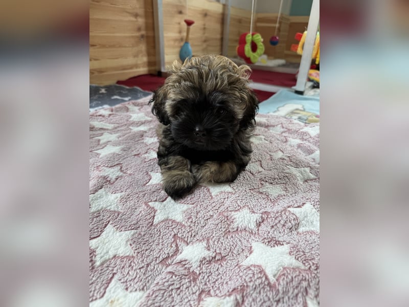 Süße Bolonka Zwetna Welpen aus liebevoller VDH Zucht