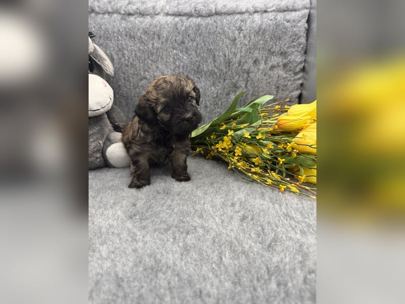 Süße Bolonka Zwetna Welpen aus liebevoller VDH Zucht