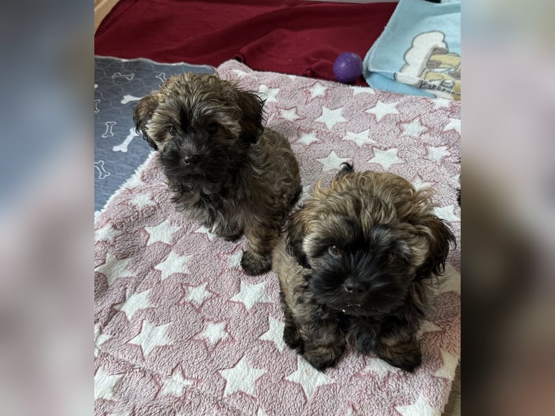 Süße Bolonka Zwetna Welpen aus liebevoller VDH Zucht