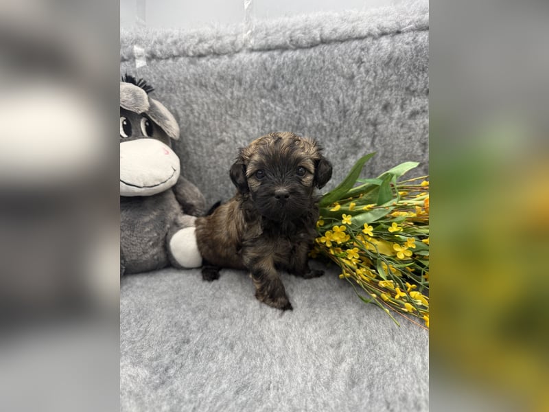 Süße Bolonka Zwetna Welpen aus liebevoller VDH Zucht