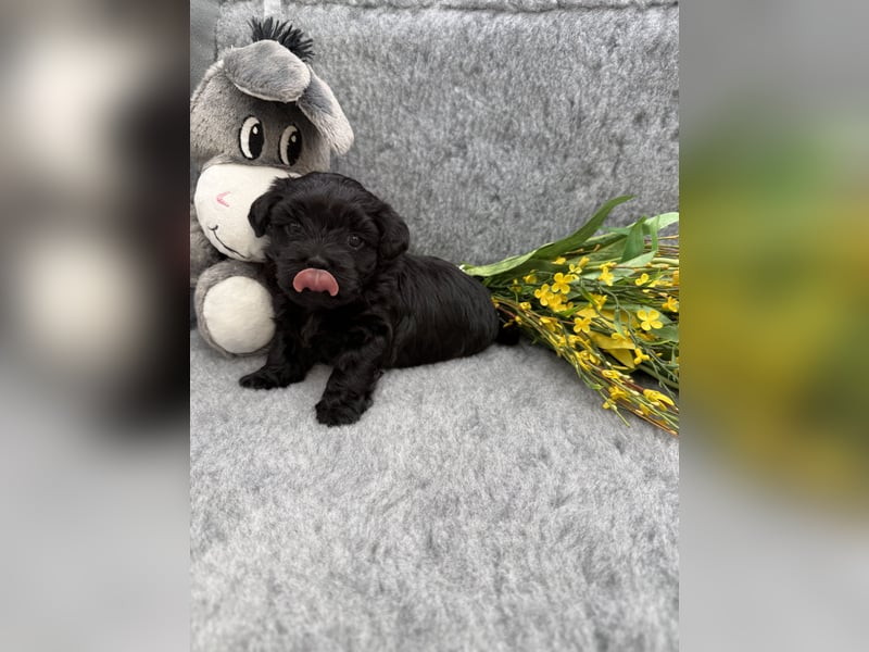 Süße Bolonka Zwetna Welpen aus liebevoller VDH Zucht