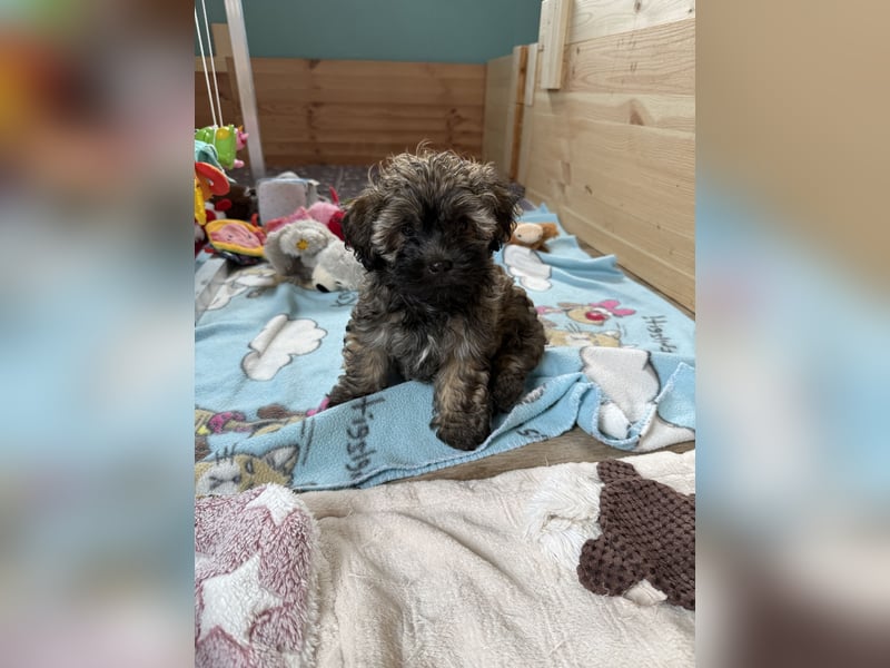 Süße Bolonka Zwetna Welpen aus liebevoller VDH Zucht