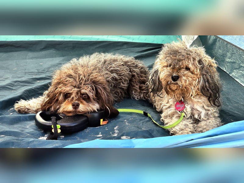 Bolonka Zwetna Mädchen