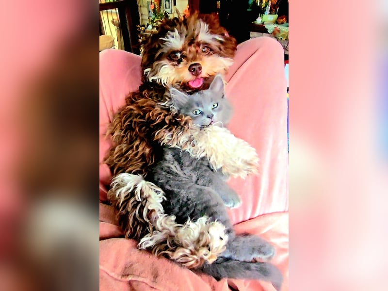 Bolonka Zwetna Mädchen