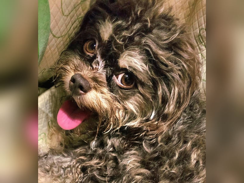 Bolonka Zwetna Mädchen