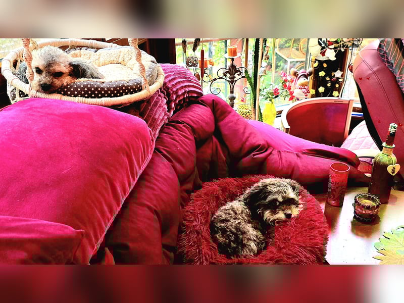 Bolonka Zwetna Mädchen